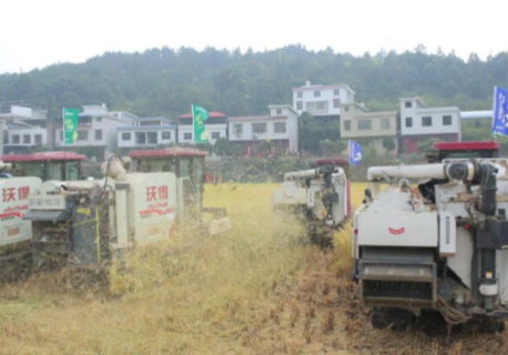 湖南省桂阳县赵家村万亩新稻开镰:开镰声中见“粮”策