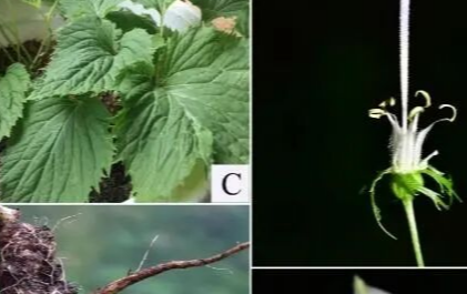 中医药成荒野求生“制胜法宝”!这场全网刷屏的挑战赛,让湖湘本草实力出圈