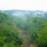 全国油茶产业发展现场会在永州召开