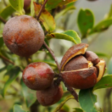 湖南林业“十四五”答卷丨科技创新 持续促进林业高质量发展