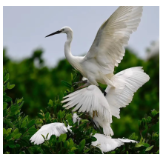 湖南林业“十四五”答卷丨完善机制、强化保护 湖南全力护航候鸟迁飞