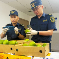 孟加拉国芒果首次进入国内市场