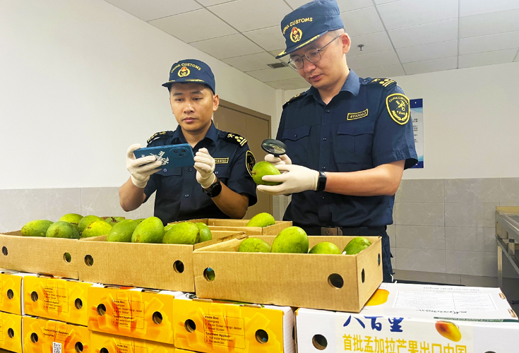 孟加拉国芒果首次进入国内市场