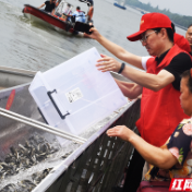 湖南省开展2025年全国“放鱼日” 7200多万尾鱼苗游入“一湖四水”