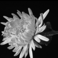 铭记历史 缅怀先烈｜田耘：纵横南北 荡平敌寇