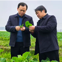 湖南省植保植检系统开展冬季蔬菜用药指导  守护春节“菜篮子”安全稳定供给