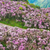 湖南生态旅游“出圈又出彩”:2025接待游客3.31亿人次,收入超1900亿元