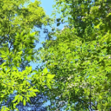 筑牢生态安全屏障 隆回县林业局开展全民国家安全教育日活动