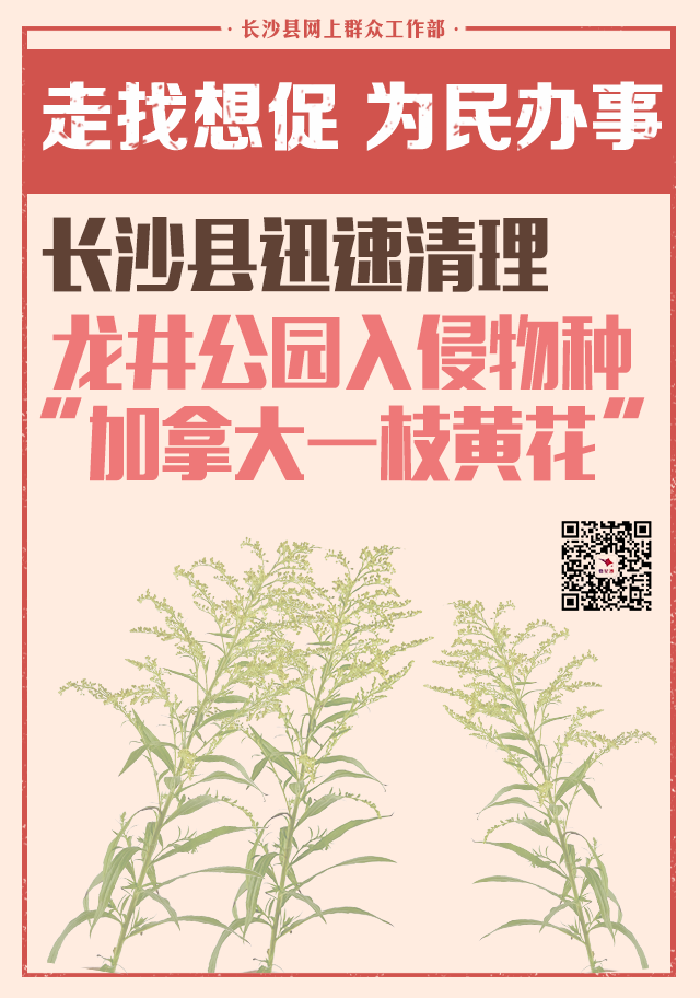 一枝黄花篇.png