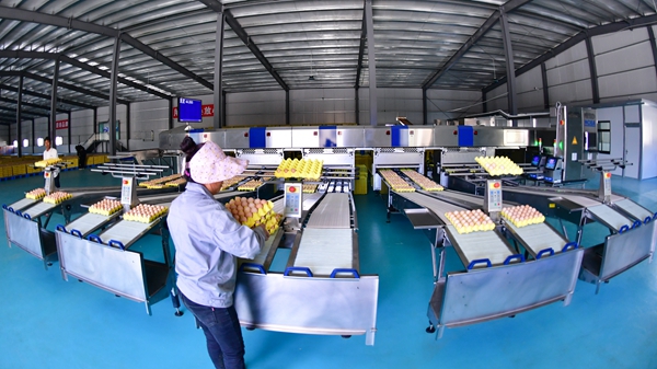 4图为西藏宏农全智能化藏鸡产业园车间，工人们正紧张有序地工作。（记者 王志伟 摄）.jpg