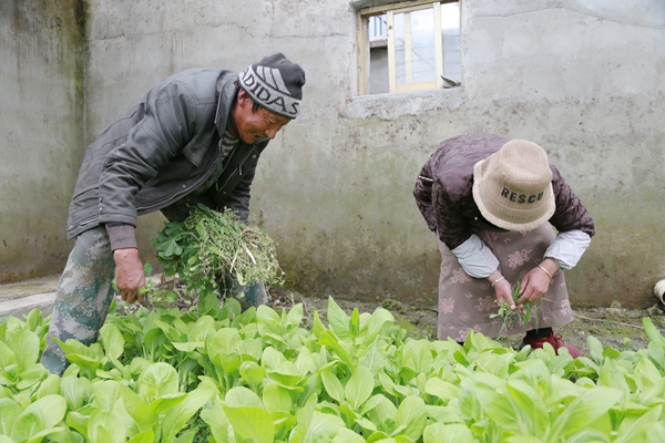 图为洛村群众在蔬菜大棚除草_副本.jpg