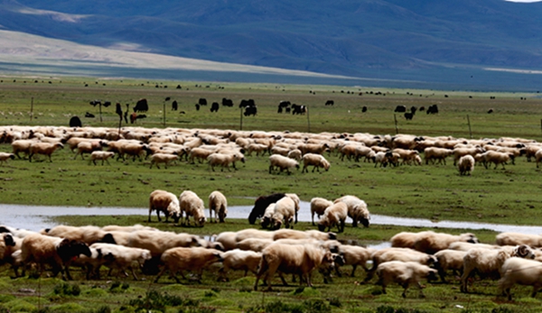 图为哲古草原上的羊群。.jpg