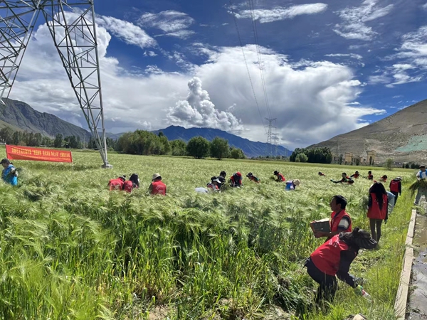 图为泽当街道干部职工助农除草现场。 (2)_副本.jpg