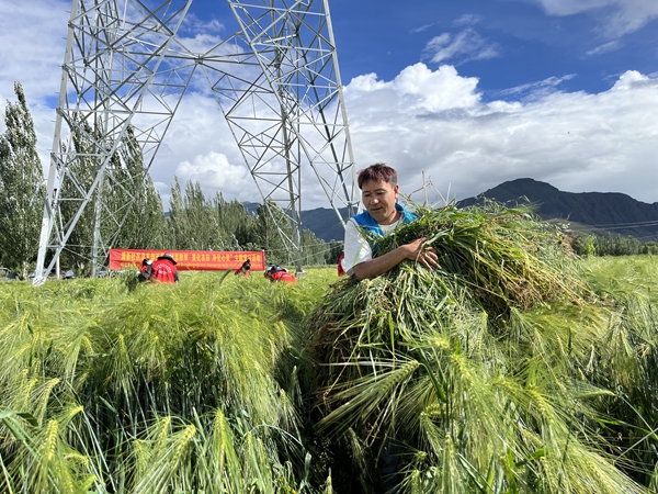 图为泽当街道干部职工助农除草现场。 (4)_副本.jpg