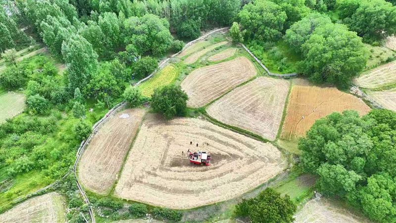 雅鲁藏布江畔麦浪翻金 加查县机械化秋收正酣 (3)_副本.jpg 雅鲁藏布江畔麦浪翻金 加查县机械化秋收正酣 (3)_副本.jpg