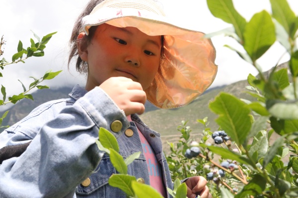 图为采摘蓝莓的游客_副本.jpg