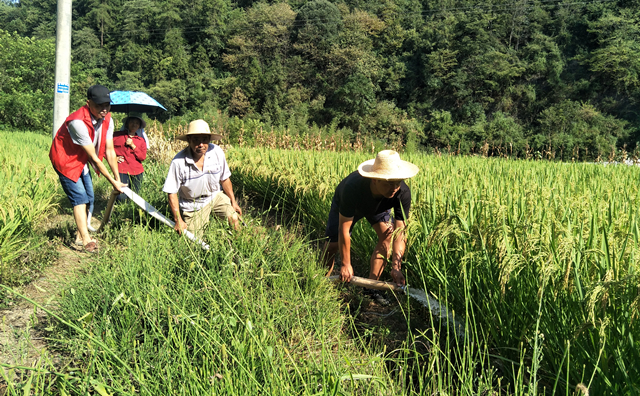 郭张凯（右一）和抗旱小分队浇灌稻田。.jpg