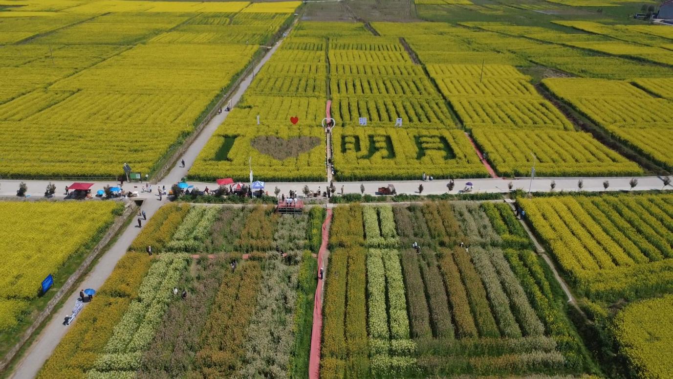 明月镇万亩油菜花海农文旅融合示范基地.jpg