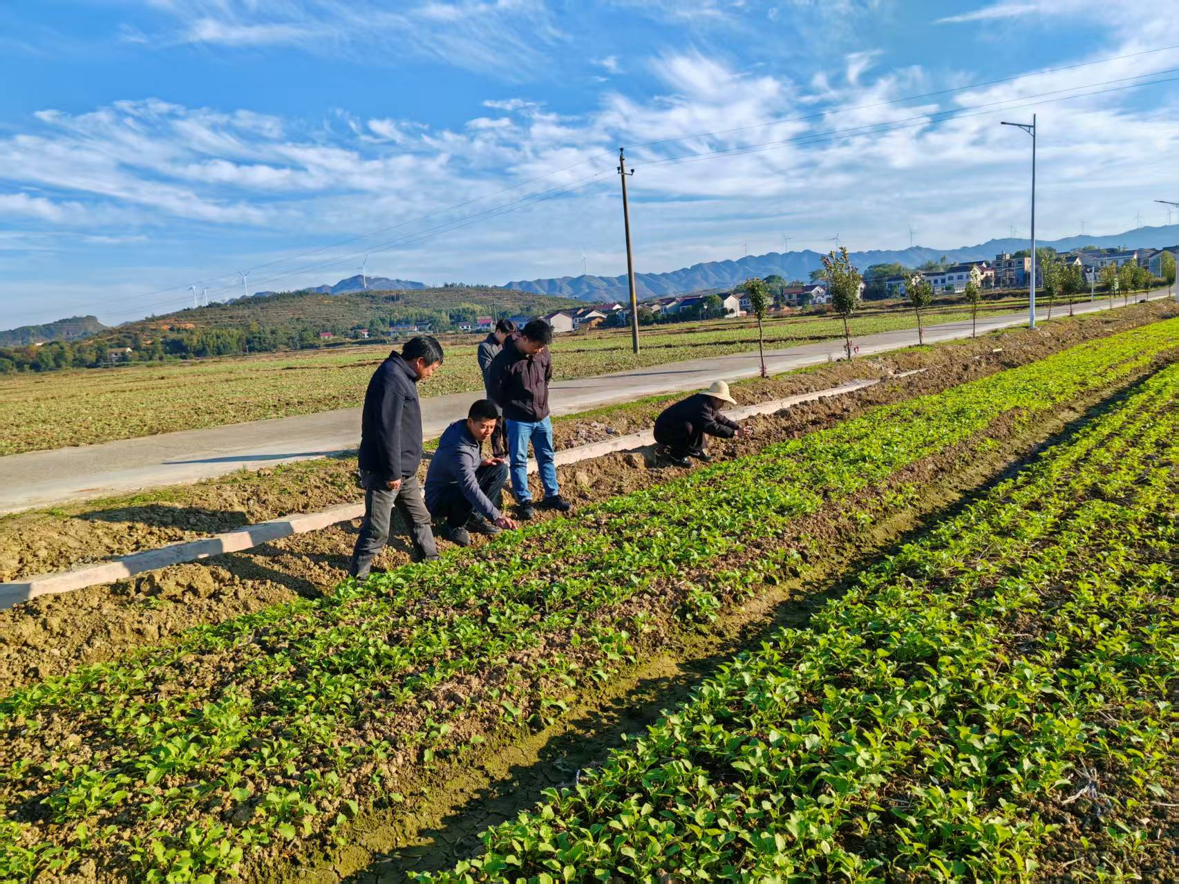 驻镇人大代表调研指导油菜产业全周期精细化管理.jpg