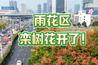 雨花区栾树花开了
