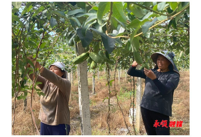 永顺县：金秋八月瓜  开辟增收路