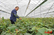 永顺品改猕猴桃年育苗12万余株