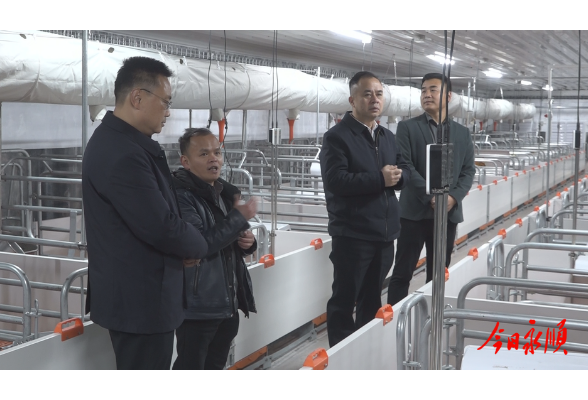向加茂深入湖南龙张农业科技有限公司猪场调研