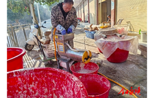 松柏镇葛粉加工忙