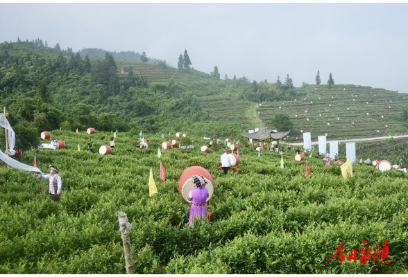 快讯|“中国古莓茶之乡”永顺莓茶宣传推介活动在芙蓉镇举行