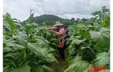 松柏镇：叶烟强管助增收