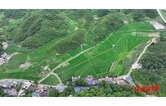 青坪镇：农技指导到田间