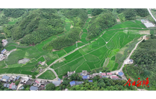 青坪镇：农技指导到田间