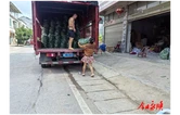 松柏镇辣椒成熟销售忙