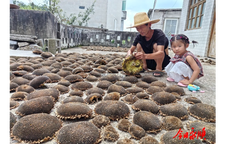 松柏镇：油葵种植喜丰收