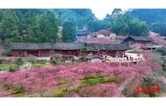 #神秘湘西过大年·寻味中国土家年# 梅花香里话丰年——陈家坡以梅为“媒”激活乡村文旅新活力