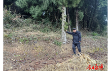 绿水青山一片情---永顺县松柏镇护林员罗建光巡山护林小记