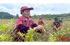 片片莓茶叶拓宽村民增收致富渠道