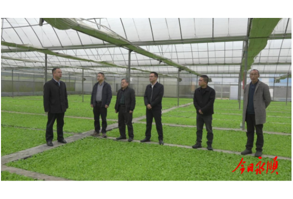 向加茂一行深入乡镇调研烤烟育苗工作开展情况