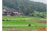 秧田管护忙