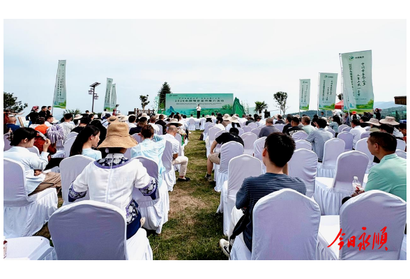 千年茶乡逢盛会 武陵山间莓茶香  ——“中国古莓茶之乡·土生土长一千年”2026永顺莓茶宣传推介活动开幕