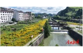 场坪村：连片硫华菊铺展盛夏“金色地毯” 乡村游又添打卡新地标