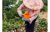 永顺油茶改造“高接换冠”助力产业提质增效