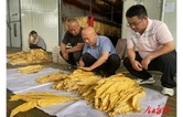 永顺4.39万亩烟叶进入集中烘烤季