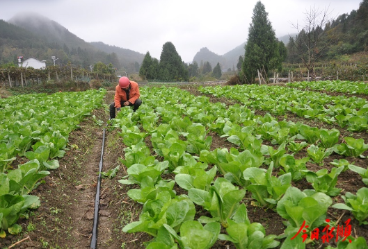 松柏镇：白菜长势好 菜农管护忙