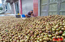 松柏镇万亩油茶喜丰收