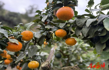 永顺东鲁村农场：探索多元种植+农旅融合致富新路