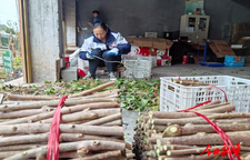 夫妻同心育苗   助力产业发展