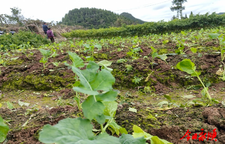 松柏镇：油椒轮作助农增收