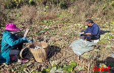 小通草助农增收同致富