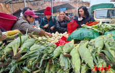 松柏镇：大棚甜玉米成熟上市 价优畅销受青睐